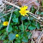 Vårblommor i dikeskanten